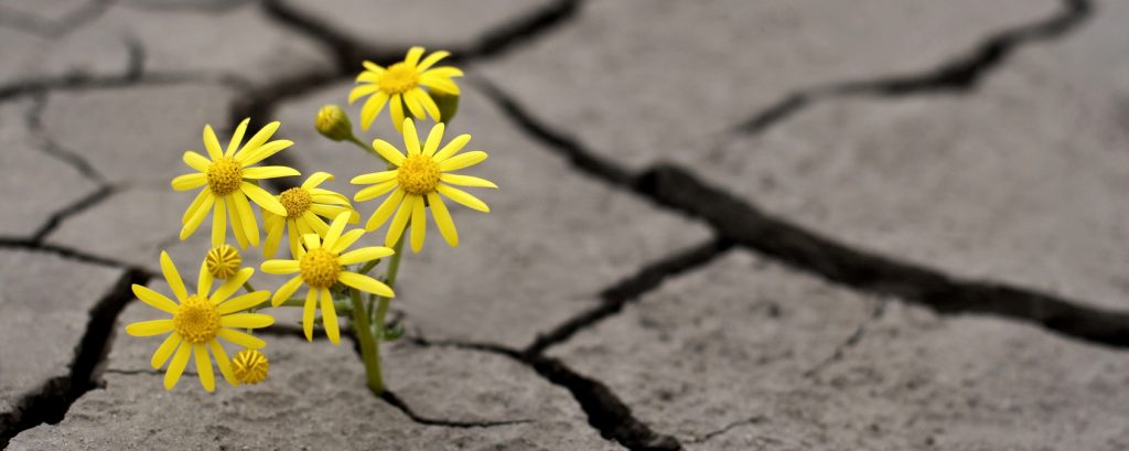 Flower emerging from cracked earth